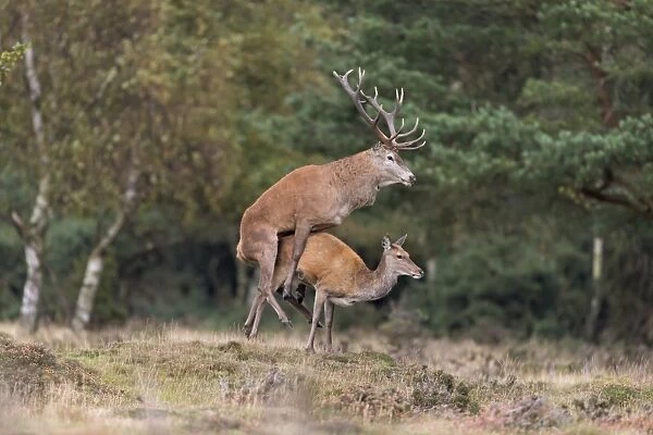 Red Deer (Cervus elaphus) adult pair, stag with legs off ground during mating, standing at edge of woodland