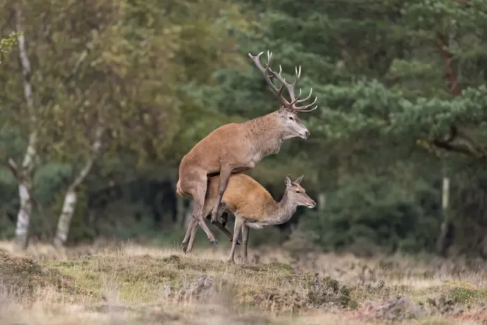 Framed Print : Red Deer (Cervus elaphus) adult pair, stag with legs off ground during mating, standing at edge of woodland Framed Print : Red Deer (Cervus elaphus) adult pair, stag with legs off ground during mating, standing at edge of woodland
