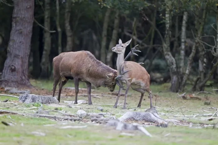 Framed Print : Red Deer (Cervus elaphus) adult pair, stag gently rubbing hind with antlers during rutting season, Minsmere RSPB Reserve, Suffolk, England, october