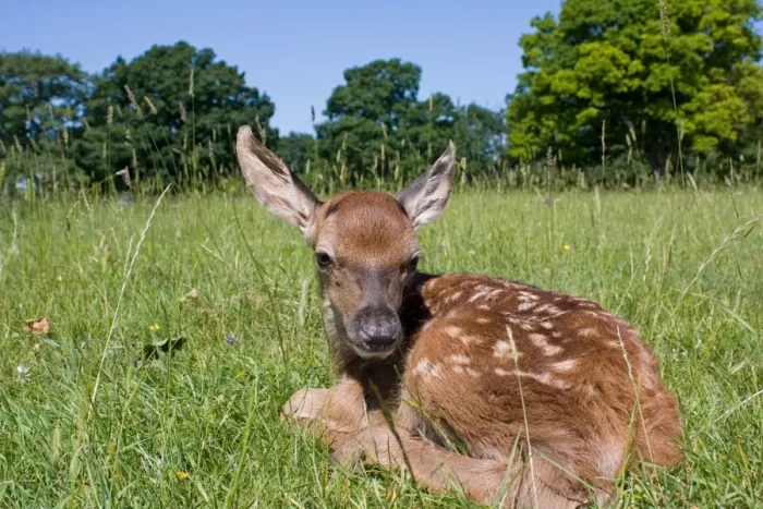 Framed Print : Red Deer (Cervus elaphus) calf, resting in grass, Suffolk, England, june Framed Print : Red Deer (Cervus elaphus) calf, resting in grass, Suffolk, England, june