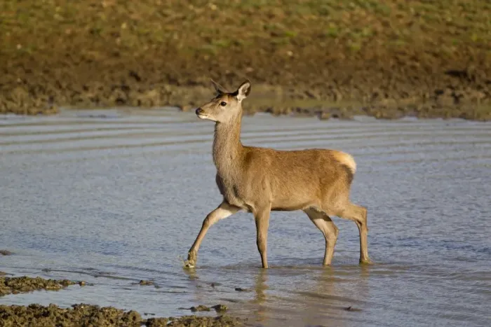Framed Print : Red Deer (Cervus elaphus) calf, wading in pool, during rutting season, Minsmere RSPB Reserve, Suffolk, England, october