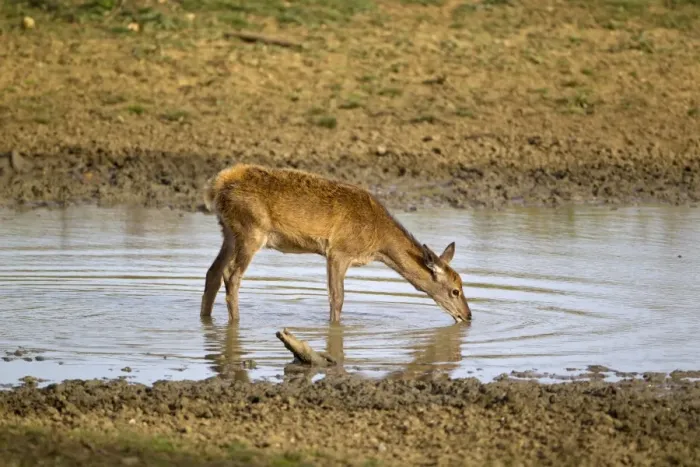 Framed Print : Red Deer (Cervus elaphus) calf, drinking, during rutting season, Minsmere RSPB Reserve, Suffolk, England, october