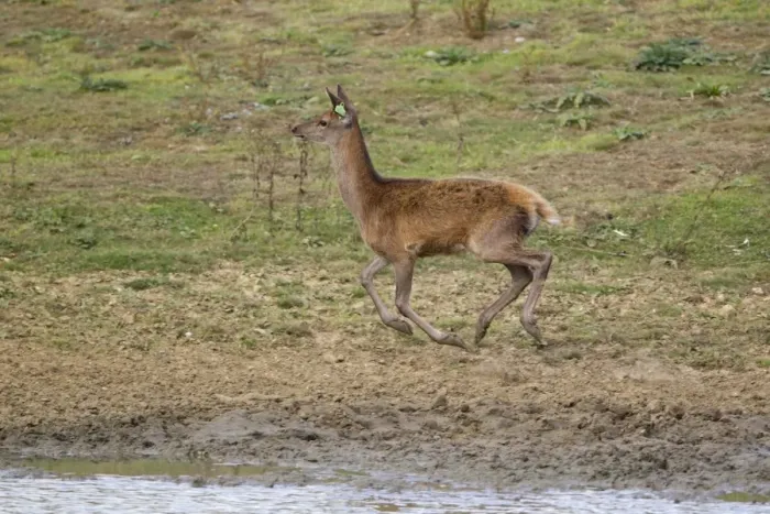 Framed Print : Red Deer (Cervus elaphus) calf, with ear tag, running, during rutting season, Minsmere RSPB Reserve, Suffolk, England Framed Print : Red Deer (Cervus elaphus) calf, with ear tag, running, during rutting season, Minsmere RSPB Reserve, Suffolk, England