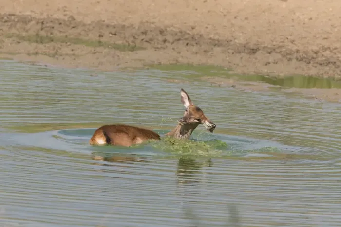 Framed Print : Red Deer (Cervus elaphus) calf, bathing in wallow, Minsmere RSPB Reserve, Suffolk, England, October Framed Print : Red Deer (Cervus elaphus) calf, bathing in wallow, Minsmere RSPB Reserve, Suffolk, England, October