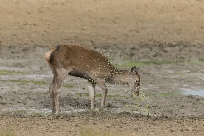 Framed Print : Red Deer (Cervus elaphus) calf, kicking in mud wallow, Minsmere RSPB Reserve, Suffolk, England, October Framed Print : Red Deer (Cervus elaphus) calf, kicking in mud wallow, Minsmere RSPB Reserve, Suffolk, England, October