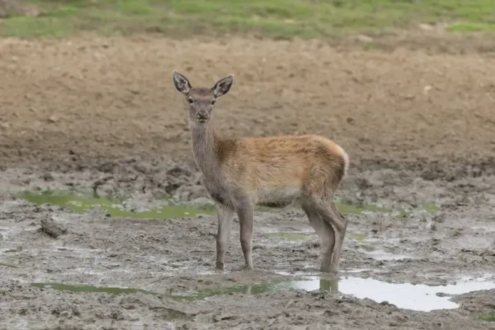 Framed Print : Red Deer (Cervus elaphus) calf, standing in wallow, Minsmere RSPB Reserve, Suffolk, England, October Framed Print : Red Deer (Cervus elaphus) calf, standing in wallow, Minsmere RSPB Reserve, Suffolk, England, October