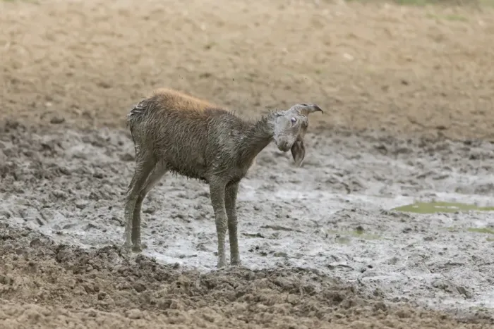 Framed Print : Red Deer (Cervus elaphus) calf, shaking mud from body after wallowing, Minsmere RSPB Reserve, Suffolk, England, October Framed Print : Red Deer (Cervus elaphus) calf, shaking mud from body after wallowing, Minsmere RSPB Reserve, Suffolk, England, October