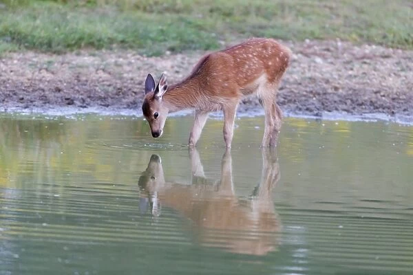 Red Deer (Cervus elaphus) calf, drinking, standing in water, Minsmere RSPB Reserve, Suffolk, England, July