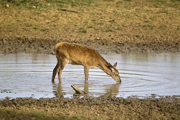 Red Deer (Cervus elaphus) calf, drinking, during rutting season, Minsmere RSPB Reserve, Suffolk, England, october