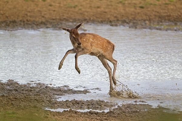 Red Deer (Cervus elaphus) calf, jumping through water, during rutting season, Minsmere RSPB Reserve, Suffolk, England