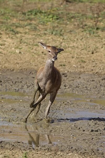 Red Deer (Cervus elaphus) calf, running through mud, during rutting season, Minsmere RSPB Reserve, Suffolk, England