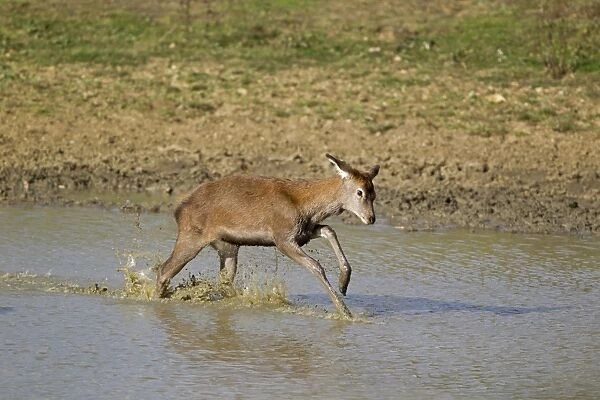 Red Deer (Cervus elaphus) calf, running through water, during rutting season, Minsmere RSPB Reserve, Suffolk, England, october