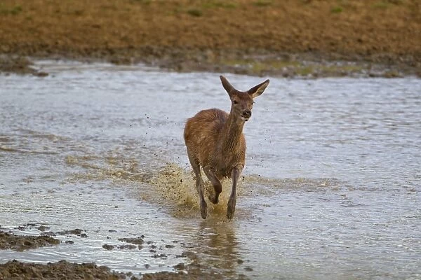Red Deer (Cervus elaphus) calf, running through water, during rutting season, Minsmere RSPB Reserve, Suffolk, England