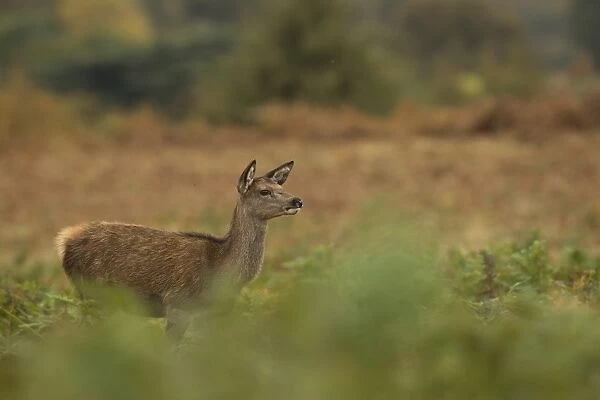Red Deer (Cervus elaphus) calf, standing amongst bracken, Bradgate Park, Leicestershire, England, October
