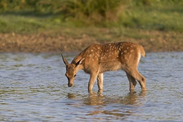 Red Deer (Cervus elaphus) calf, standing in water, Minsmere RSPB Reserve, Suffolk, England, July