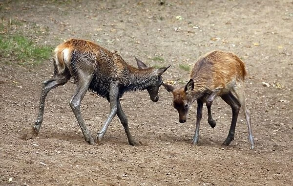 Red Deer (Cervus elaphus) two calves, playing during rutting season, Richmond Park, Surrey, England, September