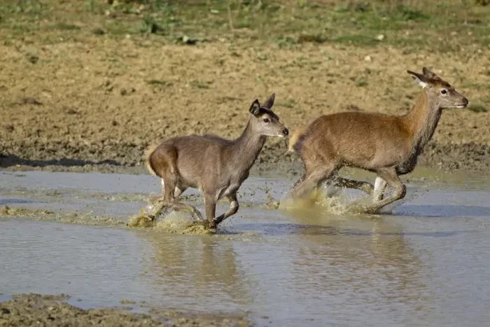 Framed Print : Red Deer (Cervus elaphus) two calves, running through water, during rutting season, Minsmere RSPB Reserve, Suffolk, England, october
