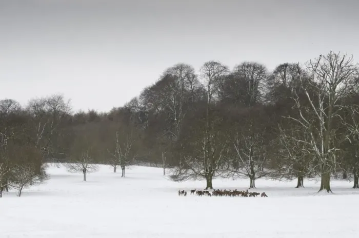 Framed Print : Red Deer (Cervus elaphus) herd, standing in snow covered parkland habitat, Wollaton Hall, Wollaton Park, Nottingham Framed Print : Red Deer (Cervus elaphus) herd, standing in snow covered parkland habitat, Wollaton Hall, Wollaton Park, Nottingham