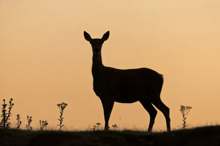 Framed Print : Red Deer (Cervus elaphus) hind, silhouetted at sunrise, Minsmere RSPB Reserve, Suffolk, England, July