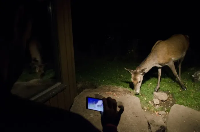 Framed Print : Red Deer (Cervus elaphus) hind, feeding on peanuts, being filmed on camera phone from hide at night, Speyside Framed Print : Red Deer (Cervus elaphus) hind, feeding on peanuts, being filmed on camera phone from hide at night, Speyside