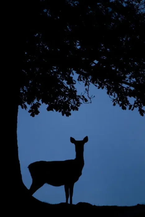Framed Print : Red Deer (Cervus elaphus) hind, standing beside tree trunk, silhouetted at dusk, during rutting season, Bradgate Park, Leicestershire, England, november Framed Print : Red Deer (Cervus elaphus) hind, standing beside tree trunk, silhouetted at dusk, during rutting season, Bradgate Park, Leicestershire, England, november