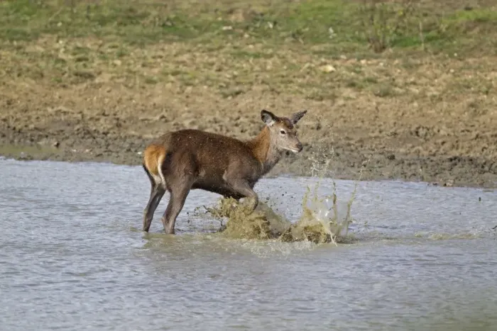 Framed Print : Red Deer (Cervus elaphus) hind, kicking water over body, during rutting season, Minsmere RSPB Reserve, Suffolk, England, october Framed Print : Red Deer (Cervus elaphus) hind, kicking water over body, during rutting season, Minsmere RSPB Reserve, Suffolk, England, october