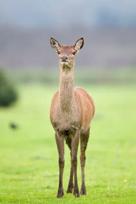Framed Print : Red Deer (Cervus elaphus) hind, standing alert, Minsmere RSPB Reserve, Suffolk, England, october Framed Print : Red Deer (Cervus elaphus) hind, standing alert, Minsmere RSPB Reserve, Suffolk, England, october