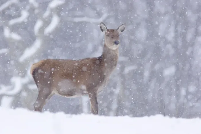 Framed Print : Red Deer (Cervus elaphus) hind, standing in snow during snowfall, Yorkshire, England, december Framed Print : Red Deer (Cervus elaphus) hind, standing in snow during snowfall, Yorkshire, England, december