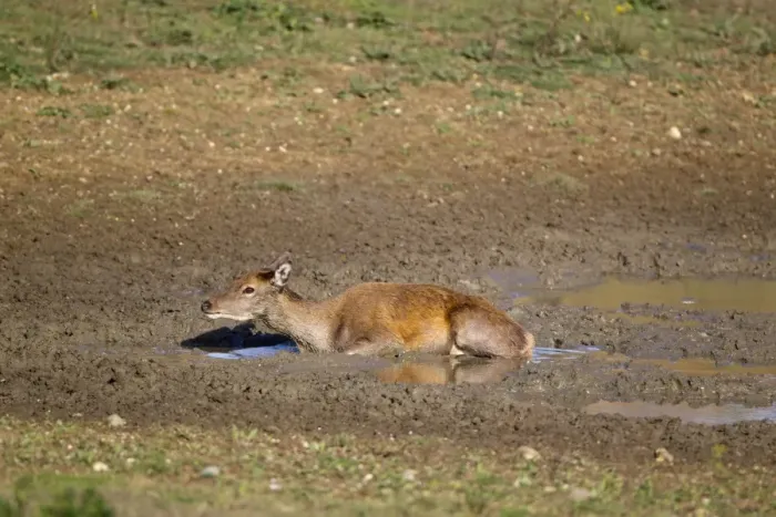 Framed Print : Red Deer (Cervus elaphus) hind, wallowing in mud, during rutting season, Minsmere RSPB Reserve, Suffolk, England, october