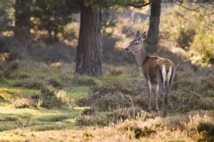 Framed Print : Red Deer (Cervus elaphus) hind, standing in heather amongst pine trees, New Forest, Hampshire, England, october Framed Print : Red Deer (Cervus elaphus) hind, standing in heather amongst pine trees, New Forest, Hampshire, England, october