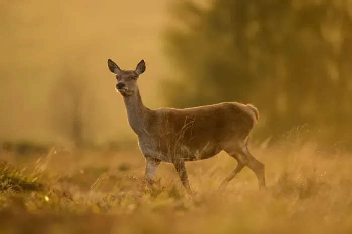 Framed Print : Red Deer (Cervus elaphus) hind, alert, walking at dusk, Bradgate Park, Leicestershire, England, October Framed Print : Red Deer (Cervus elaphus) hind, alert, walking at dusk, Bradgate Park, Leicestershire, England, October