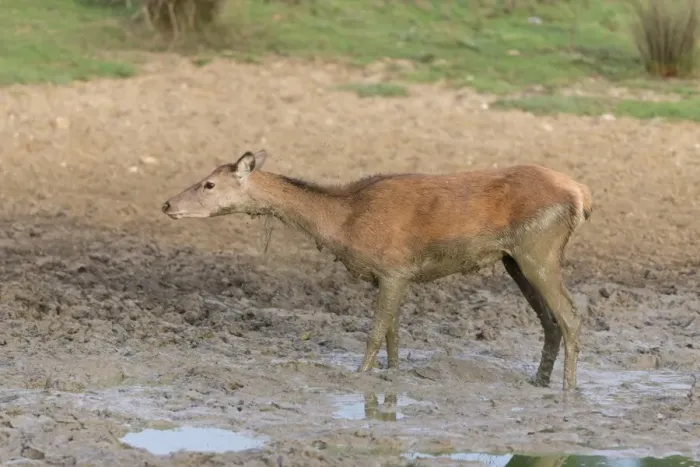 Framed Print : Red Deer (Cervus elaphus) hind, shaking off mud from body, standing in wallow, Minsmere RSPB Reserve, Suffolk, England Framed Print : Red Deer (Cervus elaphus) hind, shaking off mud from body, standing in wallow, Minsmere RSPB Reserve, Suffolk, England