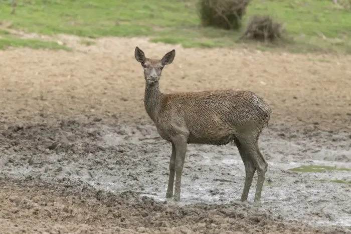 Framed Print : Red Deer (Cervus elaphus) hind, covered in mud, standing in wallow, Minsmere RSPB Reserve, Suffolk, England, October Framed Print : Red Deer (Cervus elaphus) hind, covered in mud, standing in wallow, Minsmere RSPB Reserve, Suffolk, England, October