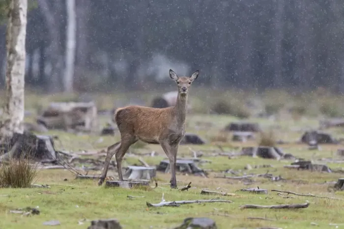 Framed Print : Red Deer (Cervus elaphus) hind, standing in woodland clearing during rainfall, Minsmere RSPB Reserve, Suffolk, England