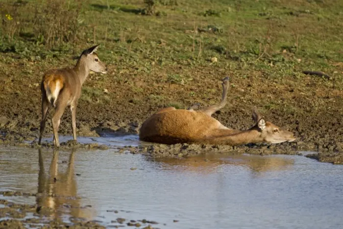 Framed Print : Red Deer (Cervus elaphus) hind with calf, wallowing in mud, during rutting season, Minsmere RSPB Reserve, Suffolk, England, october Framed Print : Red Deer (Cervus elaphus) hind with calf, wallowing in mud, during rutting season, Minsmere RSPB Reserve, Suffolk, England, october