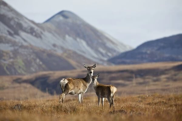 Red Deer (Cervus elaphus) hind and calf, standing on moorland habitat, with Beinn Shiantaidh