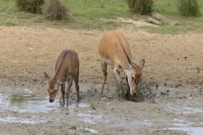 Framed Print : Red Deer (Cervus elaphus) hind and calf, kicking mud with front feet, standing in wallow, Minsmere RSPB Reserve Framed Print : Red Deer (Cervus elaphus) hind and calf, kicking mud with front feet, standing in wallow, Minsmere RSPB Reserve