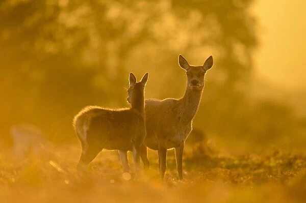 Red Deer (Cervus elaphus) hind and calf, standing alert, backlit at dusk, Bradgate Park, Leicestershire, England