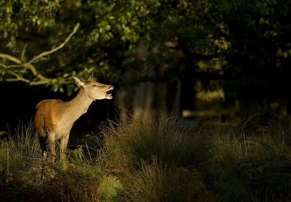 Red Deer (Cervus elaphus) hind, calling, standing in woodland, Bradgate Park, Leicestershire, England, October