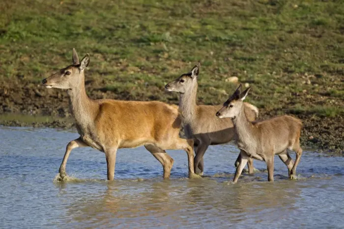 Framed Print : Red Deer (Cervus elaphus) hind with two calves, wading in pool, during rutting season, Minsmere RSPB Reserve, Suffolk, England, october