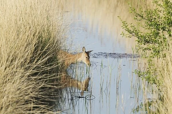 Red Deer (Cervus elaphus) hind, crossing ditch in reedbed, Minsmere RSPB Reserve, Suffolk, England, May
