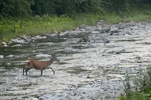 Red Deer (Cervus elaphus) hind, crossing river at dawn, Bieszczady N. P. Bieszczady Mountains