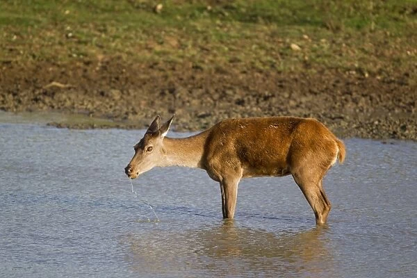 Red Deer (Cervus elaphus) hind, drinking in pool, during rutting season, Minsmere RSPB Reserve, Suffolk, England, october