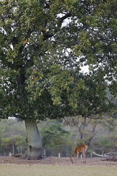 Red Deer (Cervus elaphus) hind, feeding on acorns under oak tree, during rutting season, Minsmere RSPB Reserve