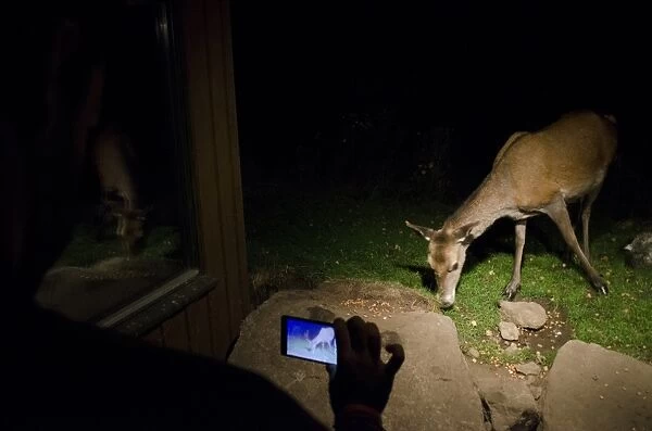 Red Deer (Cervus elaphus) hind, feeding on peanuts, being filmed on camera phone from hide at night, Speyside