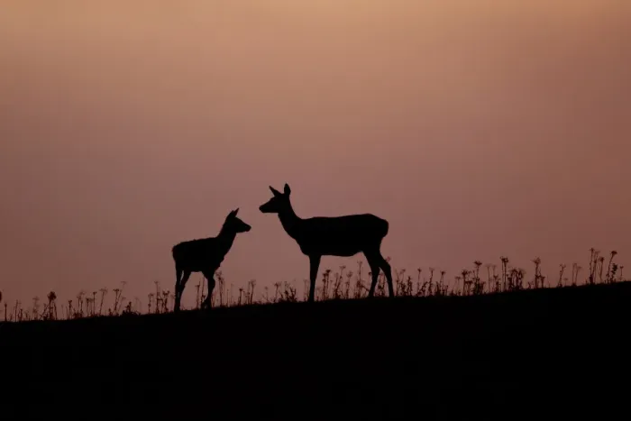 Framed Print : Red Deer (Cervus elaphus) hind with four month old calf, silhouetted at sunset, Minsmere RSPB Reserve, Suffolk, England, october Framed Print : Red Deer (Cervus elaphus) hind with four month old calf, silhouetted at sunset, Minsmere RSPB Reserve, Suffolk, England, october
