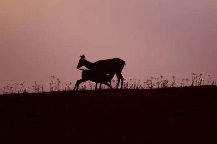 Framed Print : Red Deer (Cervus elaphus) hind with four month old calf suckling, silhouetted at sunset, Minsmere RSPB Reserve, Suffolk, England, october Framed Print : Red Deer (Cervus elaphus) hind with four month old calf suckling, silhouetted at sunset, Minsmere RSPB Reserve, Suffolk, England, october