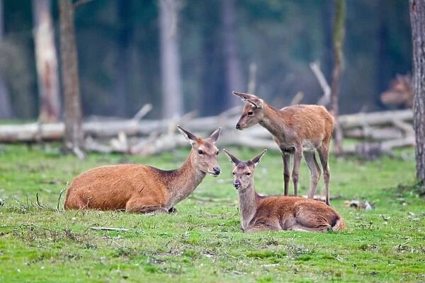 Red Deer (Cervus elaphus) hind with four month old calves, resting in woodland clearing, Minsmere RSPB Reserve, Suffolk, England, october