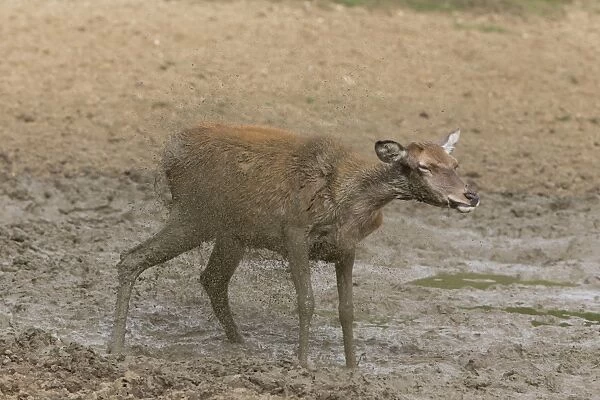 Red Deer (Cervus elaphus) hind, shaking off mud from body, standing in wallow, Minsmere RSPB Reserve, Suffolk, England