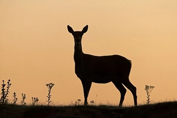 Red Deer (Cervus elaphus) hind, silhouetted at sunrise, Minsmere RSPB Reserve, Suffolk, England, July